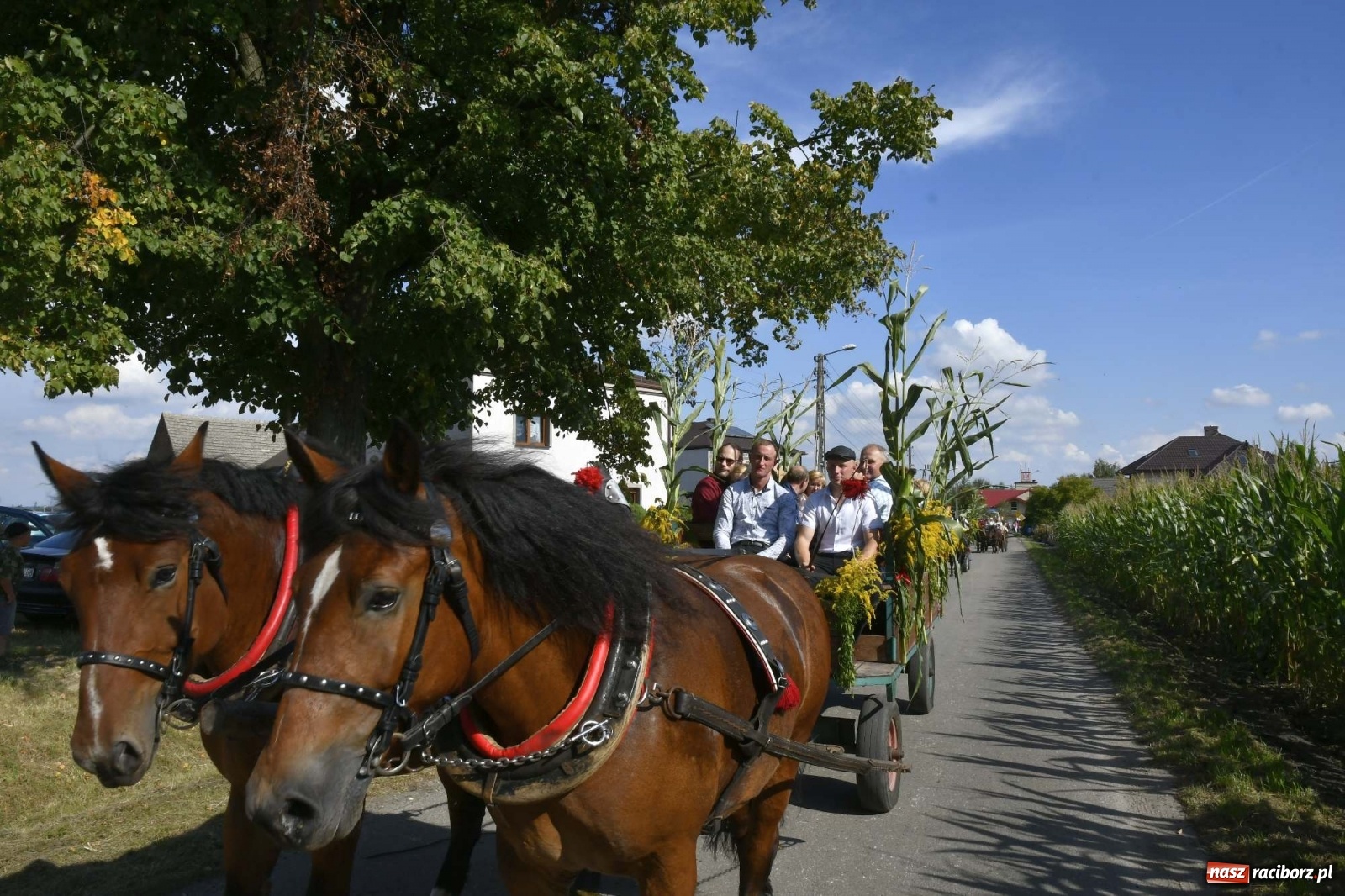 Zdjęcie w galerii na portalu naszraciborz.pl: Szaleństwo w Łańcach. Dożynki gminy Kornowac wiadomości z regionu