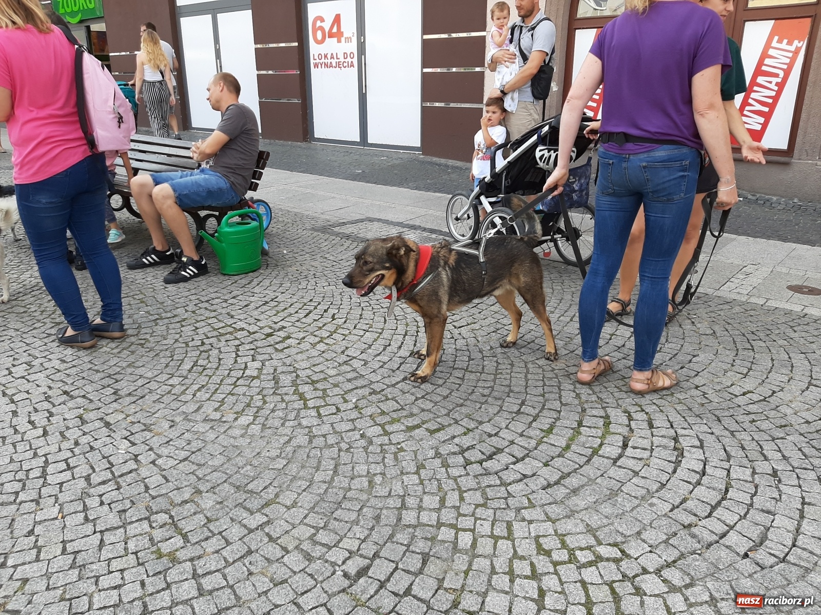 Zdjęcie w galerii na portalu naszraciborz.pl: Akcja adopcja. Pieski z raciborskiego schroniska szukały nowych właścicieli wiadomości z regionu