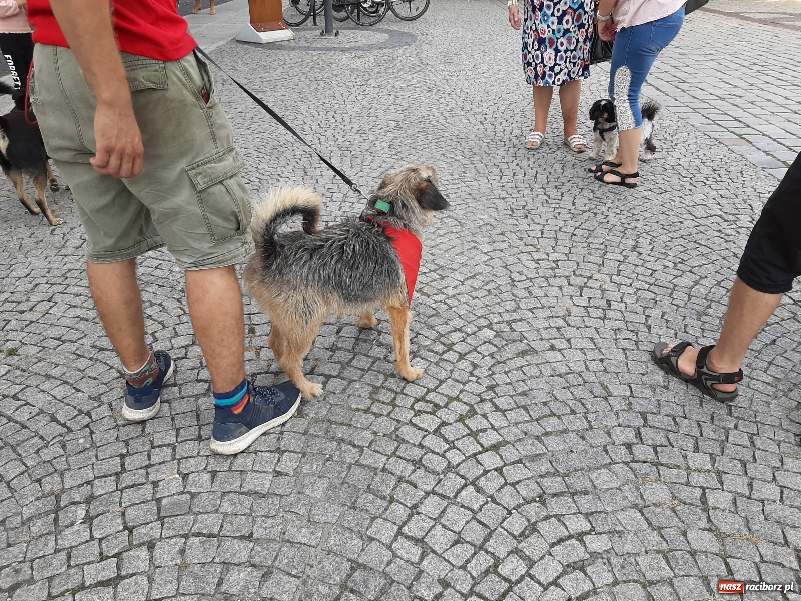 Zdjęcie w galerii na portalu naszraciborz.pl: Akcja adopcja. Pieski z raciborskiego schroniska szukały nowych właścicieli wiadomości z regionu