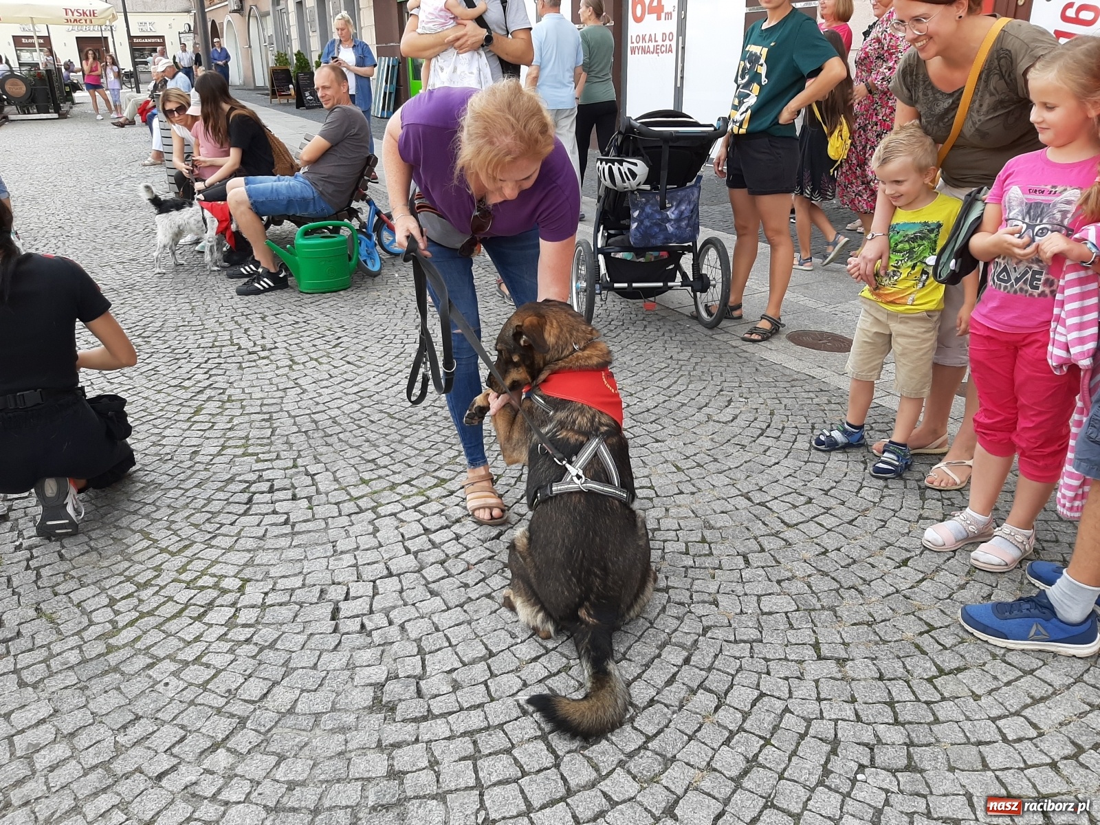 Zdjęcie w galerii na portalu naszraciborz.pl: Akcja adopcja. Pieski z raciborskiego schroniska szukały nowych właścicieli wiadomości z regionu