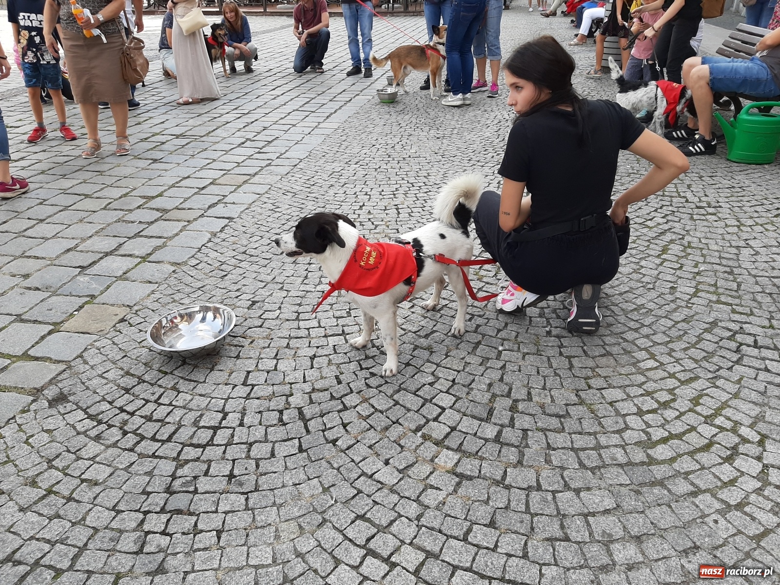 Zdjęcie w galerii na portalu naszraciborz.pl: Akcja adopcja. Pieski z raciborskiego schroniska szukały nowych właścicieli wiadomości z regionu