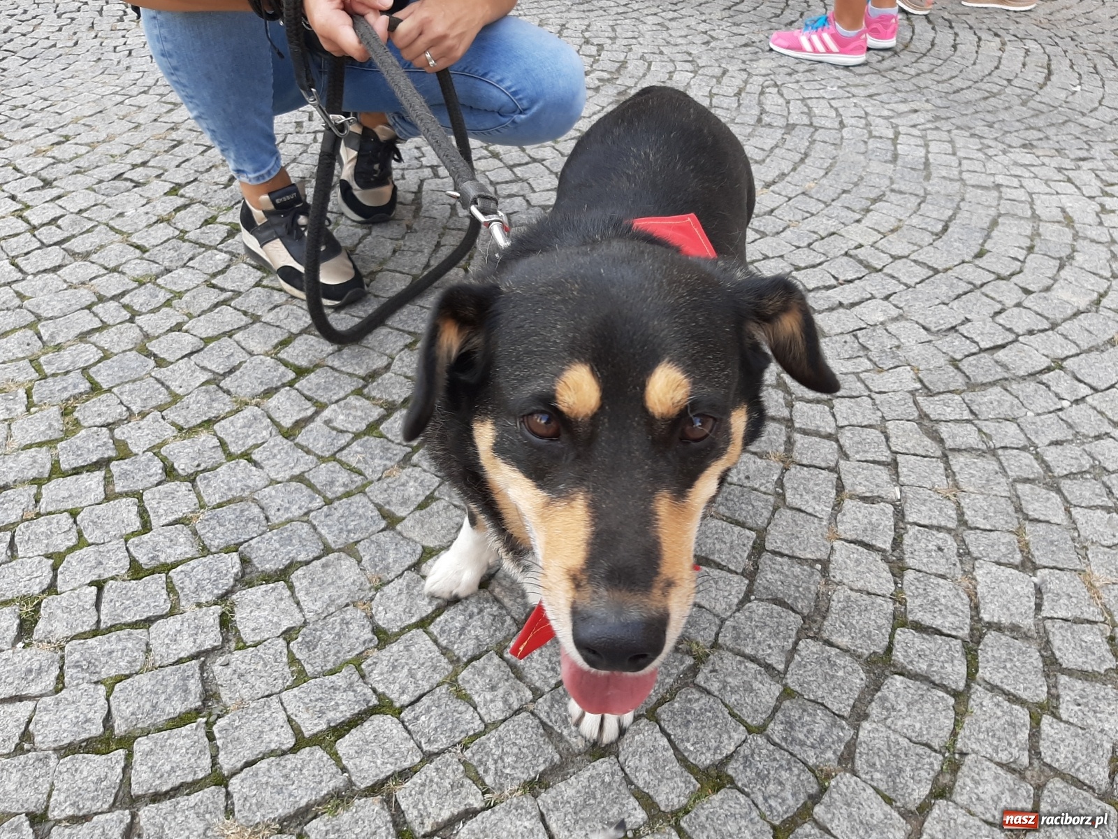 Zdjęcie w galerii na portalu naszraciborz.pl: Akcja adopcja. Pieski z raciborskiego schroniska szukały nowych właścicieli wiadomości z regionu