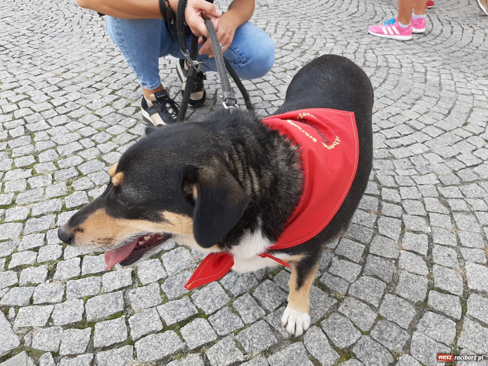 Zdjęcie w galerii na portalu naszraciborz.pl: Akcja adopcja. Pieski z raciborskiego schroniska szukały nowych właścicieli wiadomości z regionu