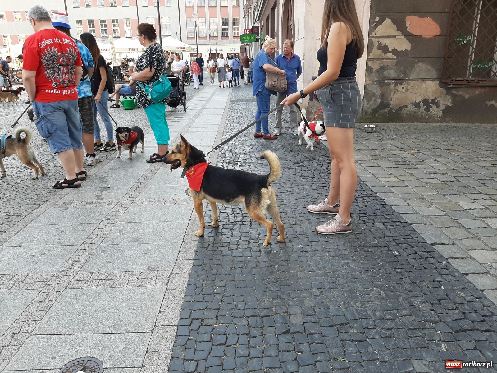 Zdjęcie w galerii na portalu naszraciborz.pl: Akcja adopcja. Pieski z raciborskiego schroniska szukały nowych właścicieli wiadomości z regionu