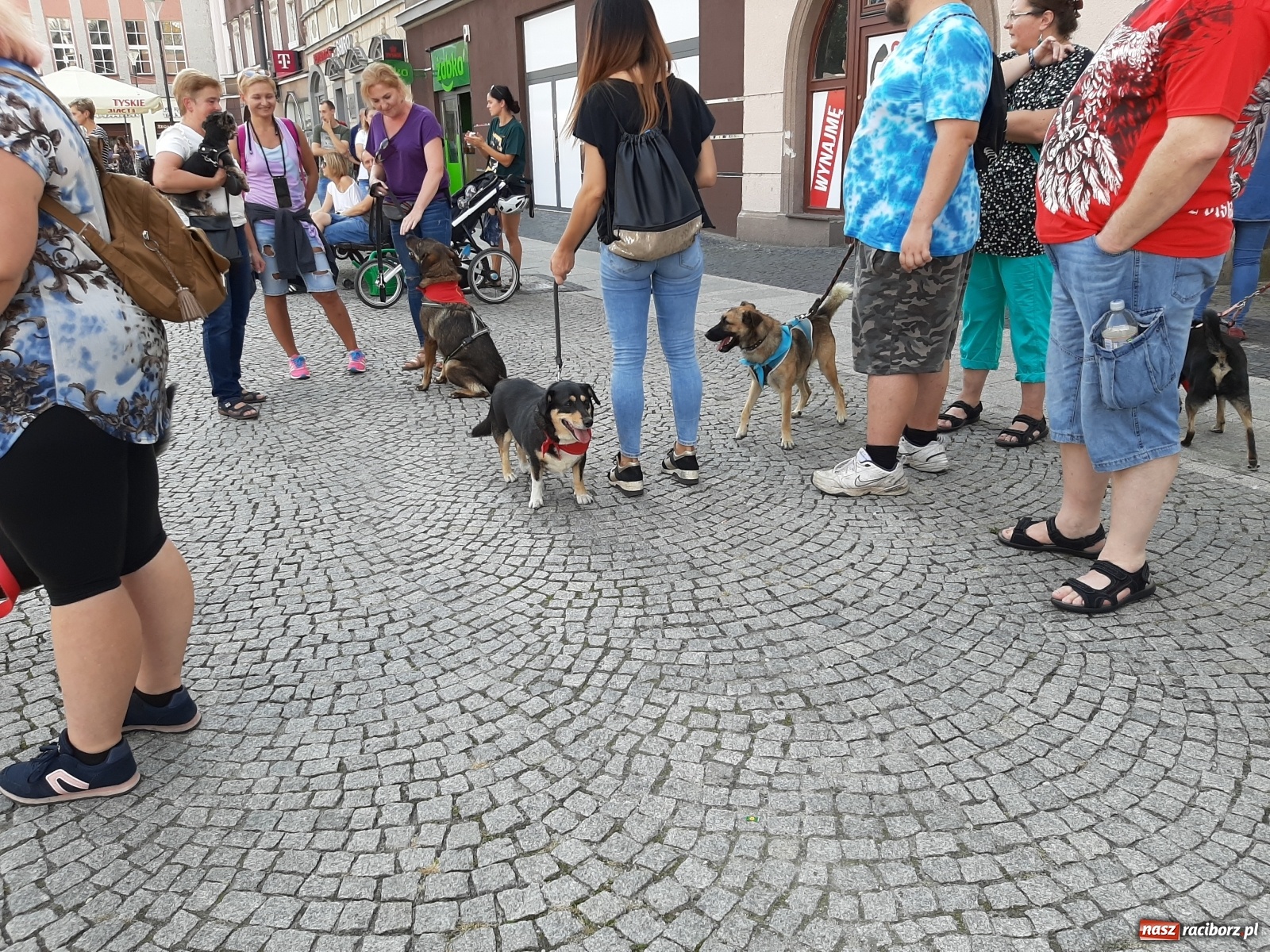 Zdjęcie w galerii na portalu naszraciborz.pl: Akcja adopcja. Pieski z raciborskiego schroniska szukały nowych właścicieli wiadomości z regionu