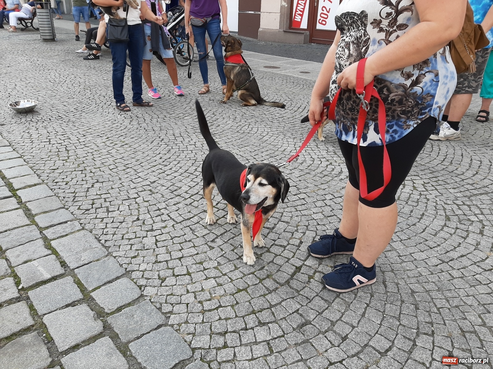 Zdjęcie w galerii na portalu naszraciborz.pl: Akcja adopcja. Pieski z raciborskiego schroniska szukały nowych właścicieli wiadomości z regionu