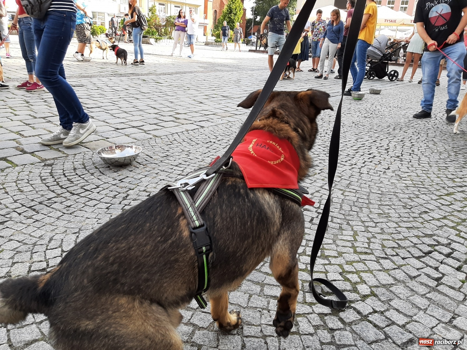 Zdjęcie w galerii na portalu naszraciborz.pl: Akcja adopcja. Pieski z raciborskiego schroniska szukały nowych właścicieli wiadomości z regionu