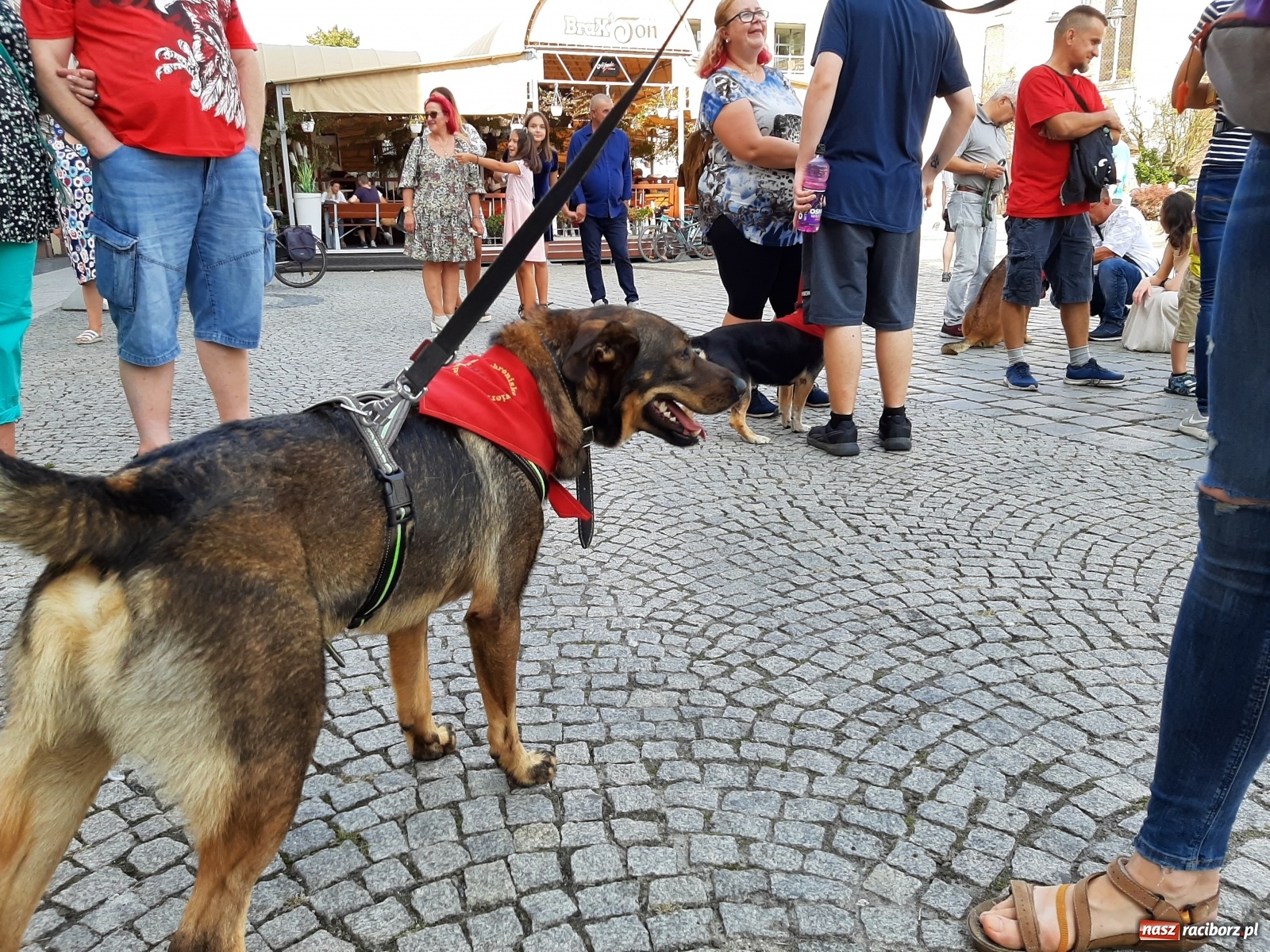 Zdjęcie w galerii na portalu naszraciborz.pl: Akcja adopcja. Pieski z raciborskiego schroniska szukały nowych właścicieli wiadomości z regionu