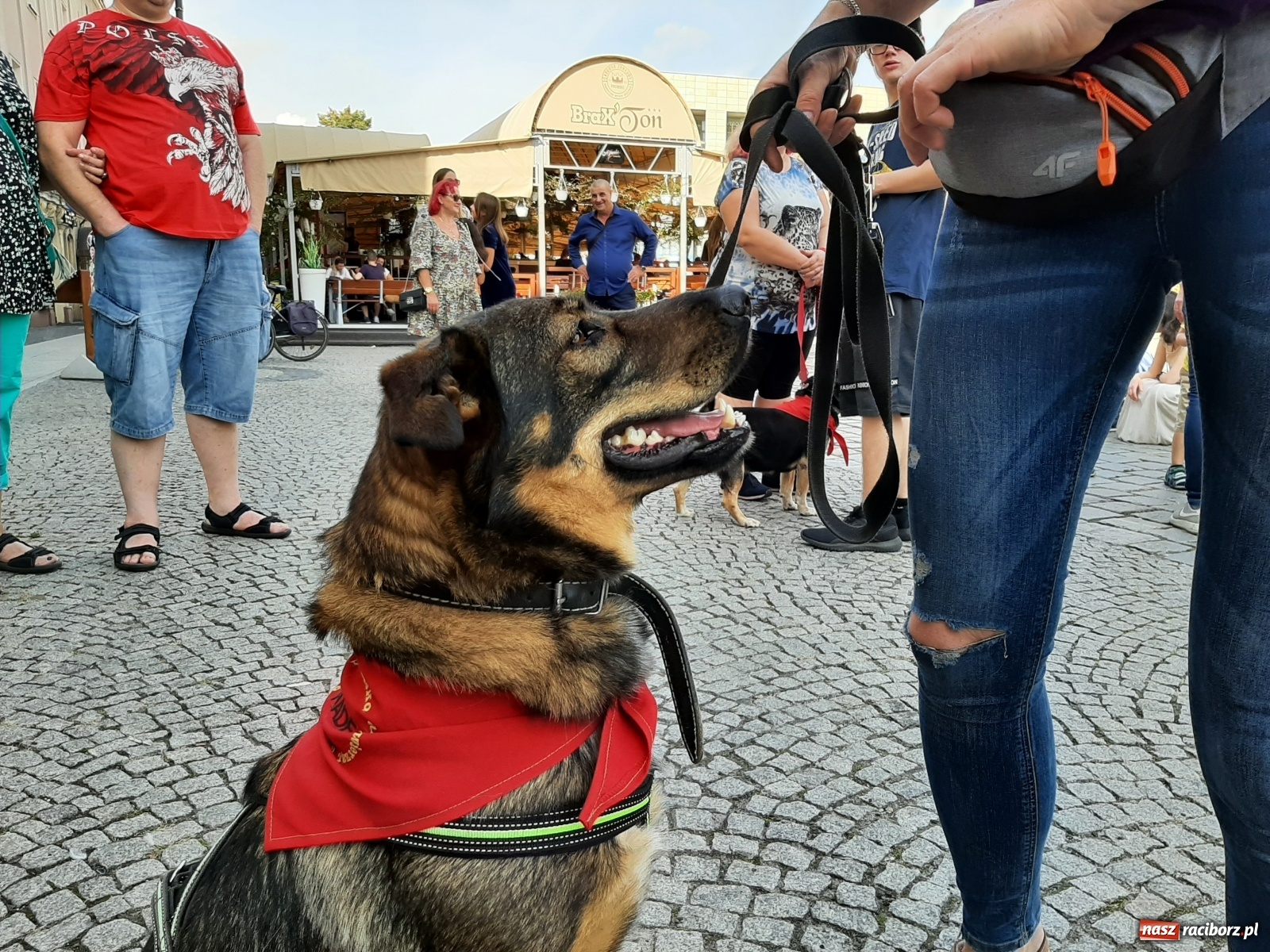 Zdjęcie w galerii na portalu naszraciborz.pl: Akcja adopcja. Pieski z raciborskiego schroniska szukały nowych właścicieli wiadomości z regionu