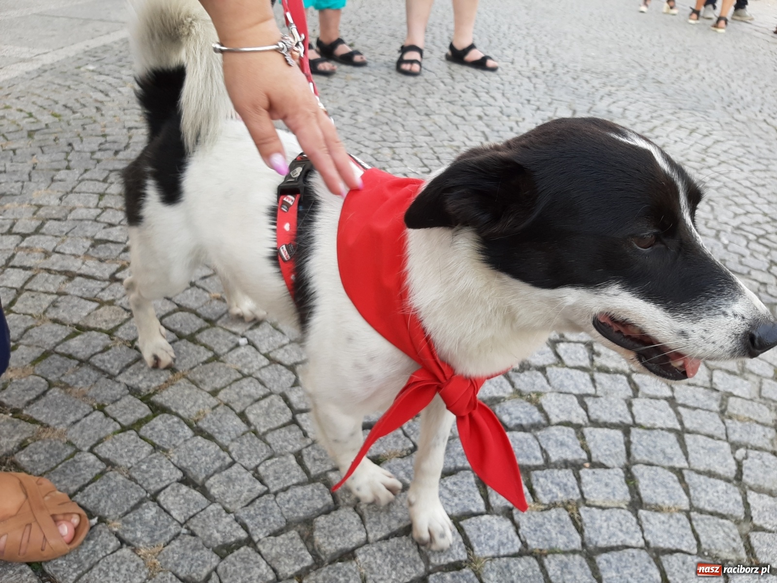 Zdjęcie w galerii na portalu naszraciborz.pl: Akcja adopcja. Pieski z raciborskiego schroniska szukały nowych właścicieli wiadomości z regionu
