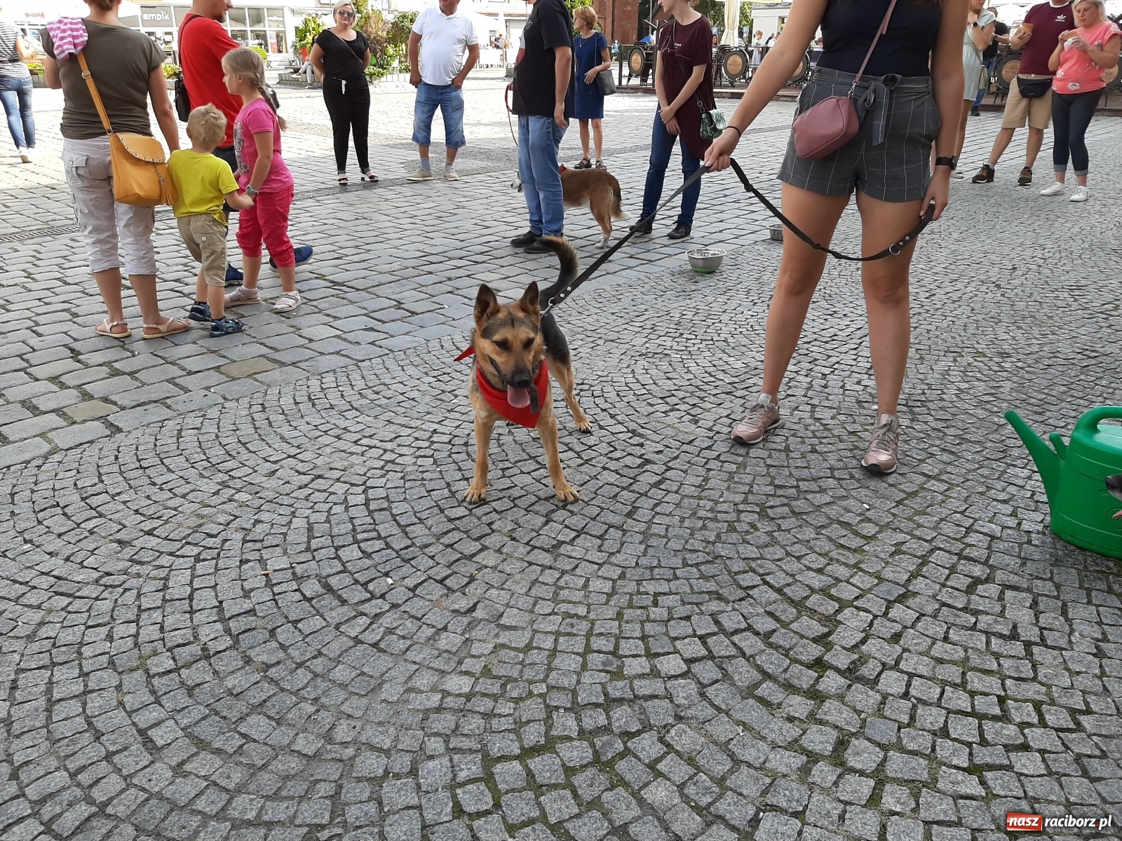 Zdjęcie w galerii na portalu naszraciborz.pl: Akcja adopcja. Pieski z raciborskiego schroniska szukały nowych właścicieli wiadomości z regionu