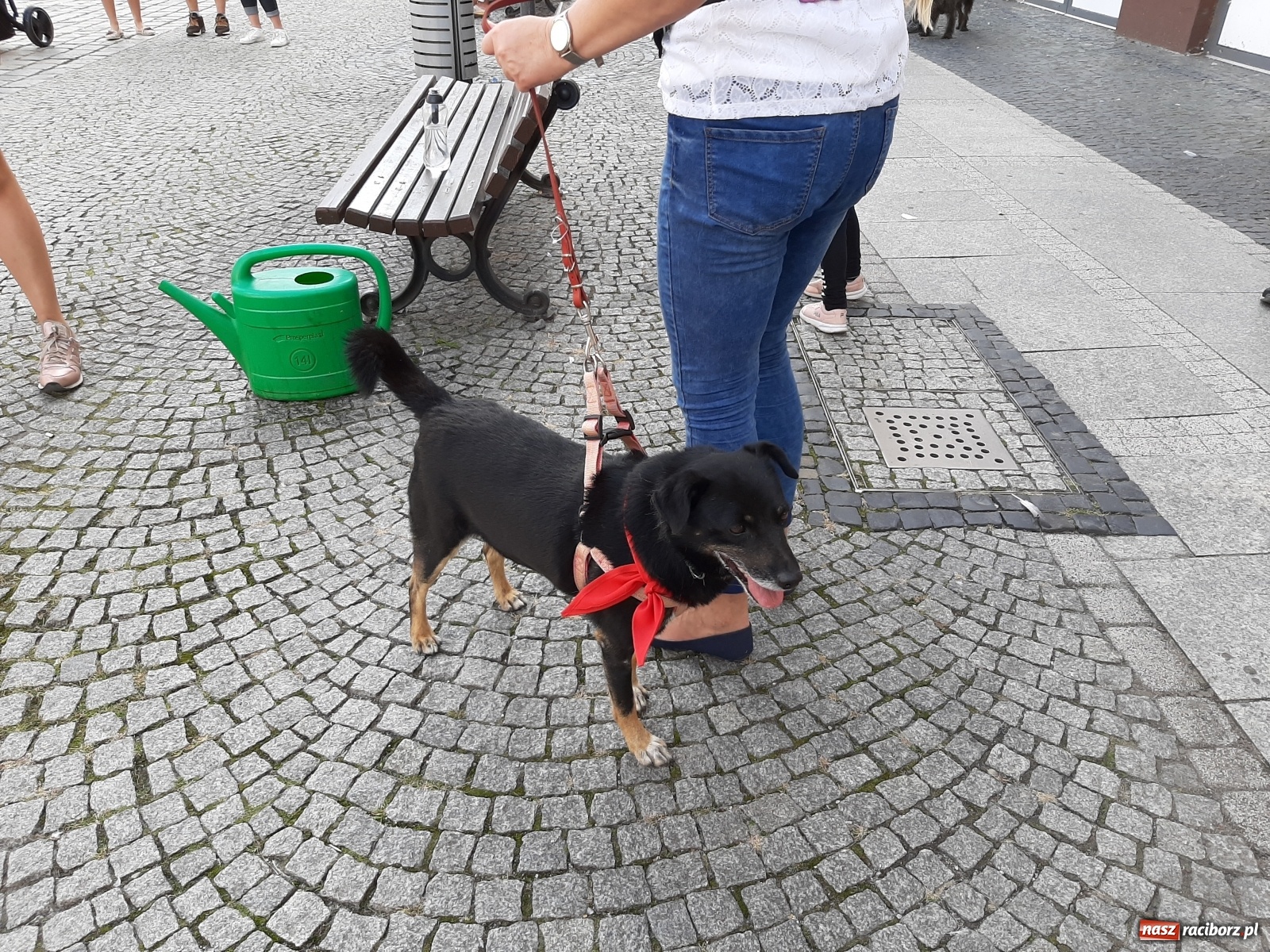 Zdjęcie w galerii na portalu naszraciborz.pl: Akcja adopcja. Pieski z raciborskiego schroniska szukały nowych właścicieli wiadomości z regionu