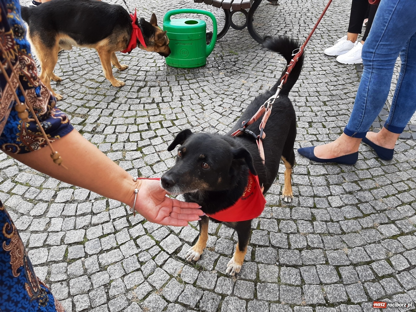 Zdjęcie w galerii na portalu naszraciborz.pl: Akcja adopcja. Pieski z raciborskiego schroniska szukały nowych właścicieli wiadomości z regionu