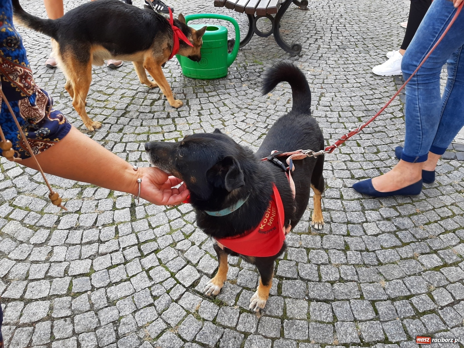 Zdjęcie w galerii na portalu naszraciborz.pl: Akcja adopcja. Pieski z raciborskiego schroniska szukały nowych właścicieli wiadomości z regionu