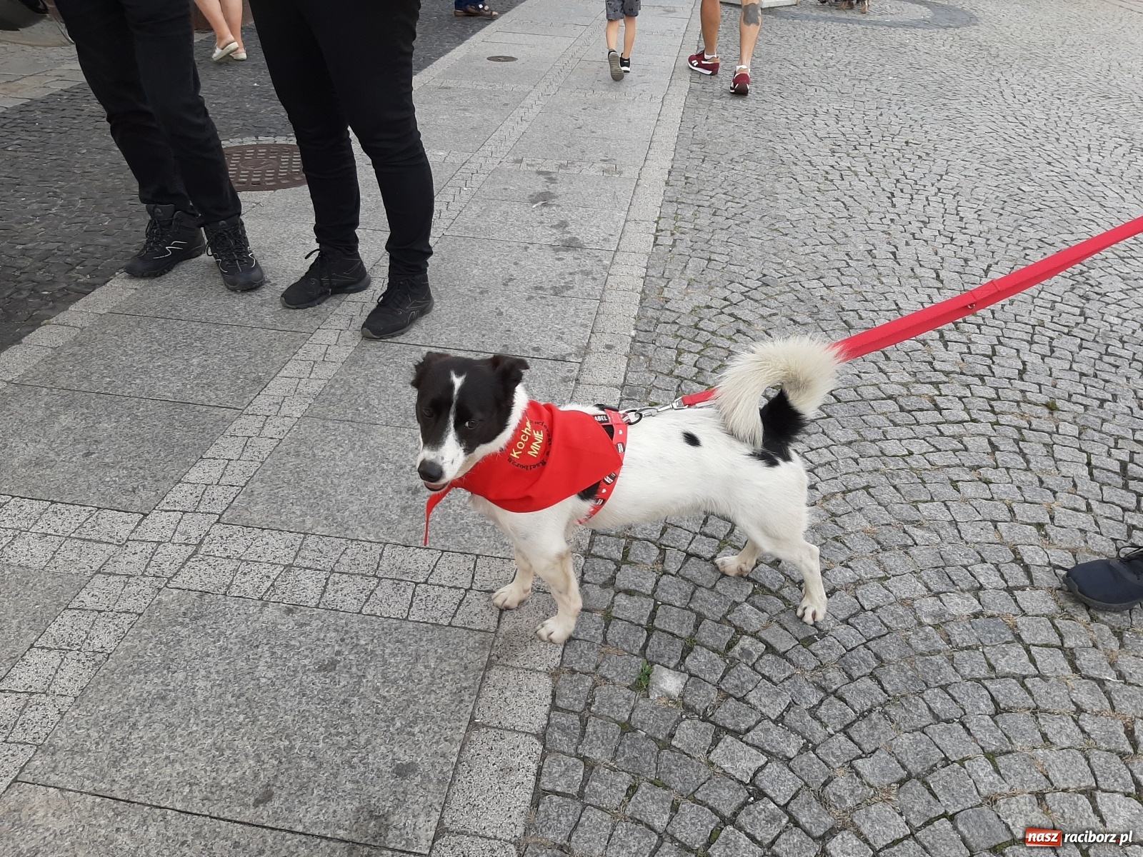 Zdjęcie w galerii na portalu naszraciborz.pl: Akcja adopcja. Pieski z raciborskiego schroniska szukały nowych właścicieli wiadomości z regionu