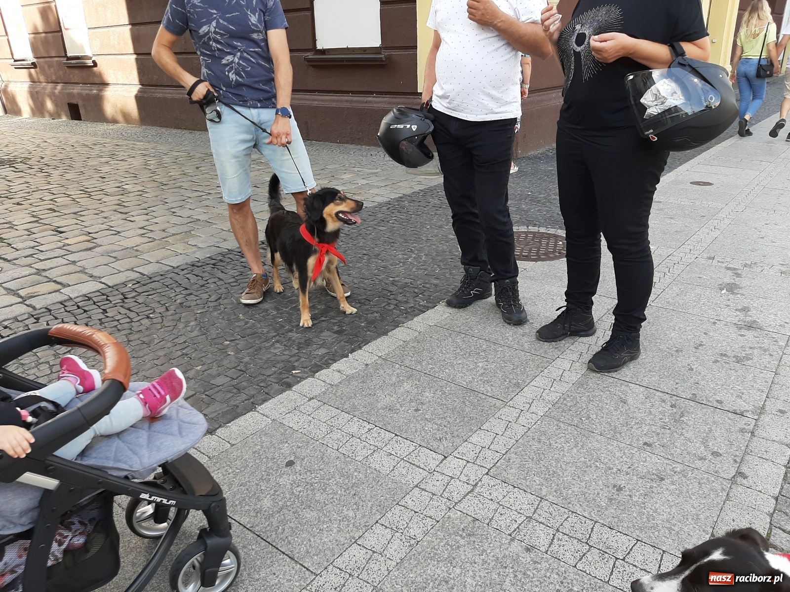 Zdjęcie w galerii na portalu naszraciborz.pl: Akcja adopcja. Pieski z raciborskiego schroniska szukały nowych właścicieli wiadomości z regionu