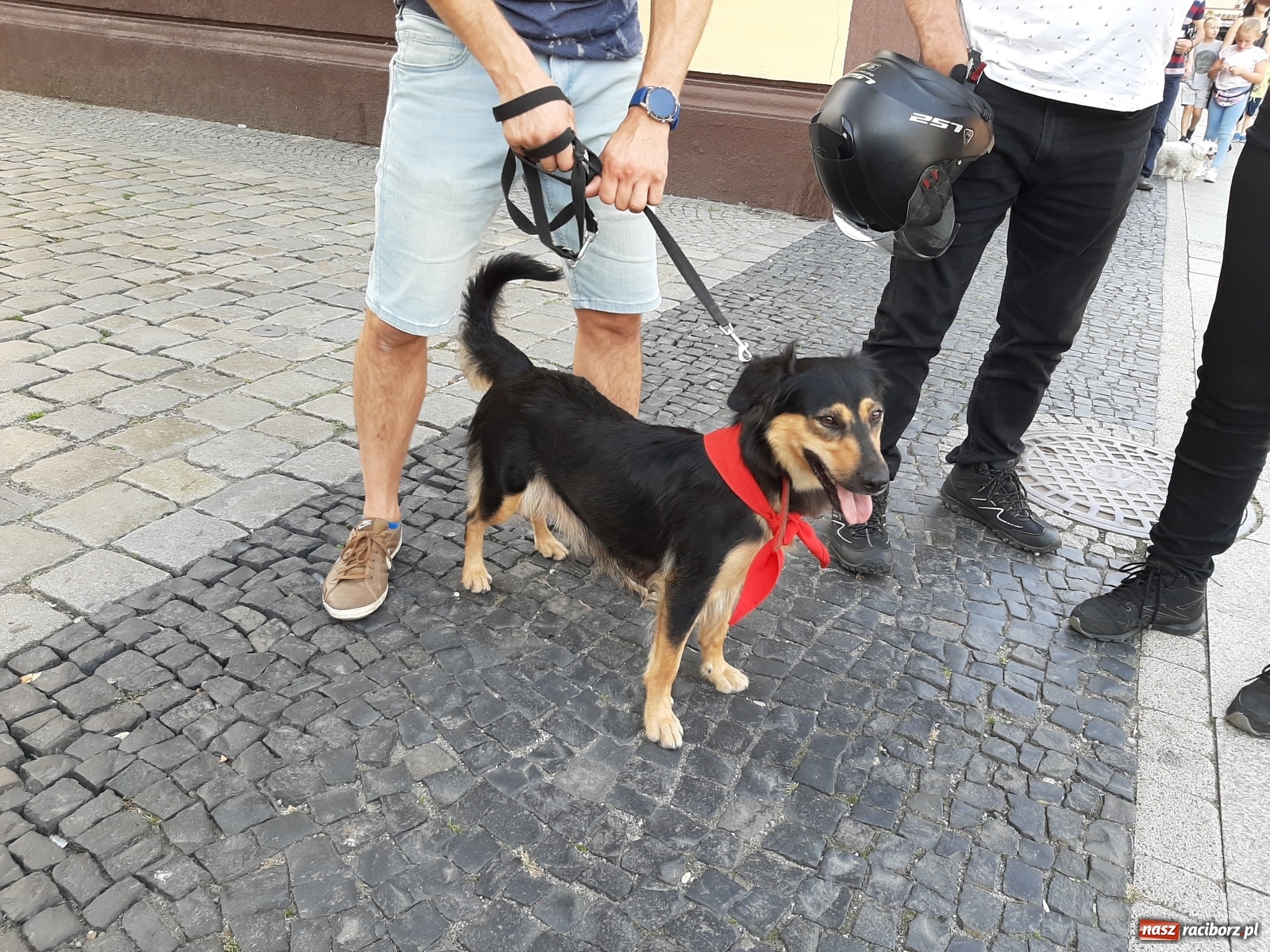Zdjęcie w galerii na portalu naszraciborz.pl: Akcja adopcja. Pieski z raciborskiego schroniska szukały nowych właścicieli wiadomości z regionu