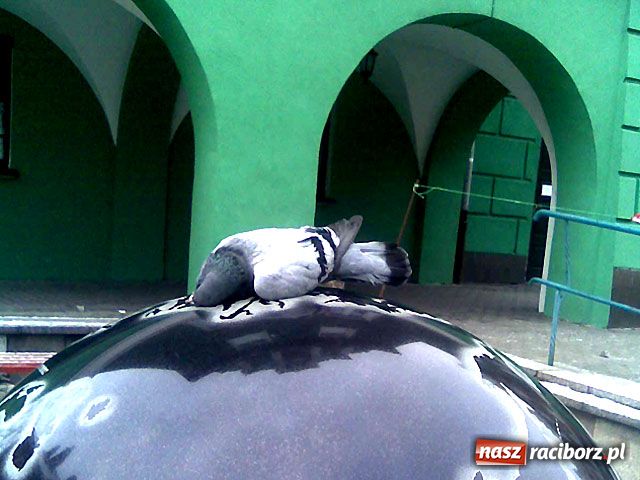 Zdjęcie w galerii na portalu naszraciborz.pl: Fontanna z trupem gołębia wiadomości z regionu