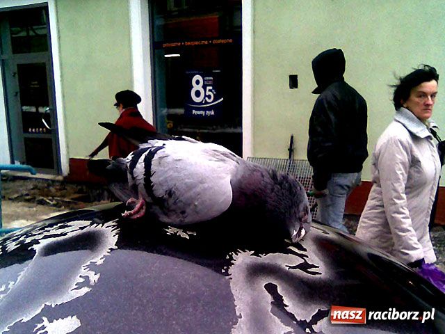 Zdjęcie w galerii na portalu naszraciborz.pl: Fontanna z trupem gołębia wiadomości z regionu