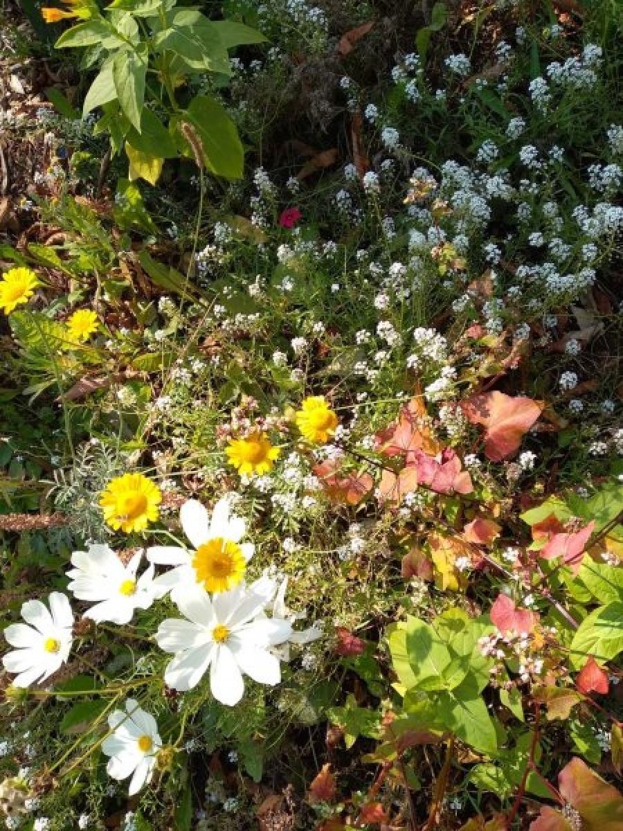 Zdjęcie w galerii na portalu naszraciborz.pl: Kwiatki Agatki. Podsumowanie magistrackiej akcji wiadomości z regionu