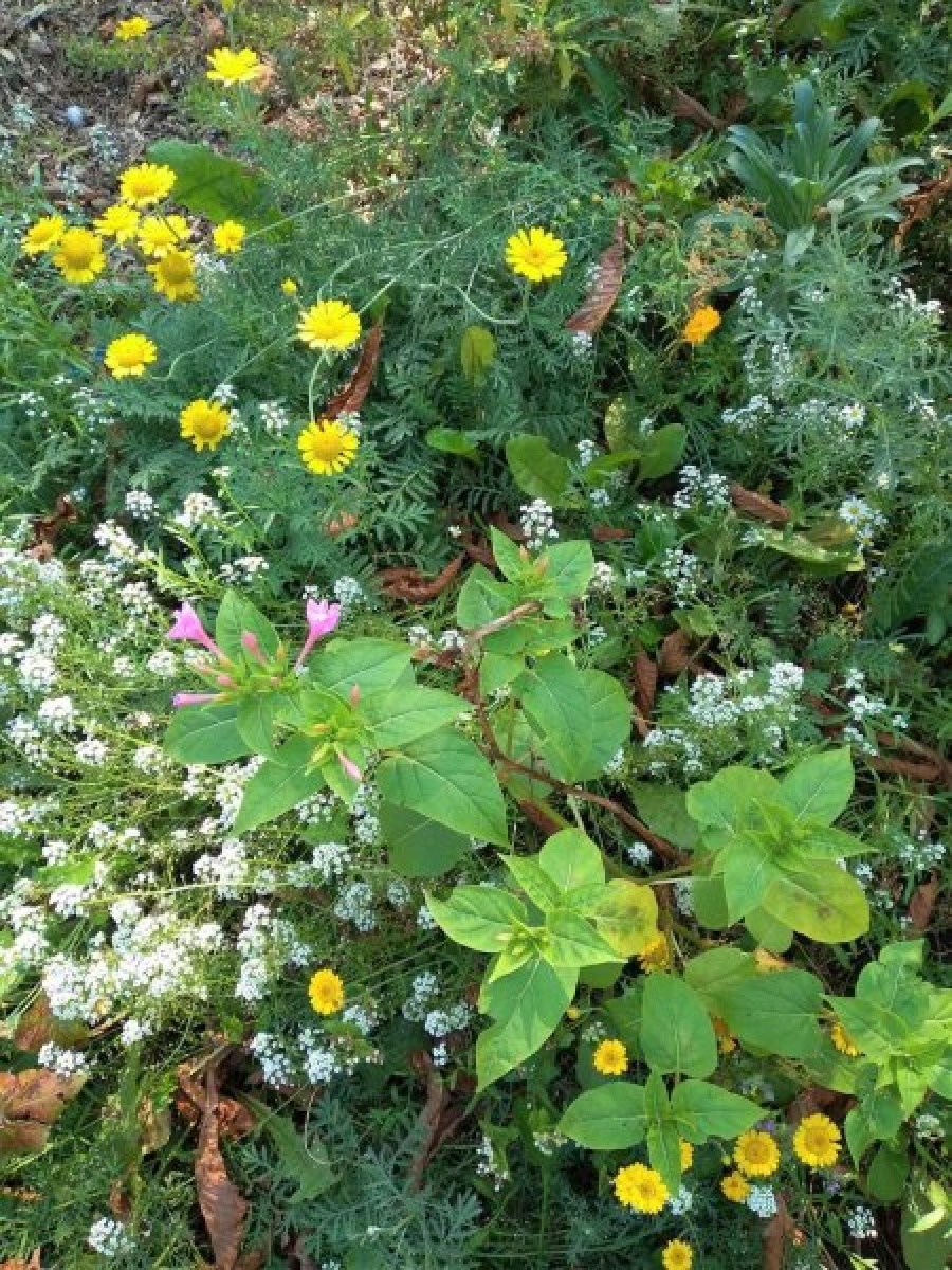 Zdjęcie w galerii na portalu naszraciborz.pl: Kwiatki Agatki. Podsumowanie magistrackiej akcji wiadomości z regionu