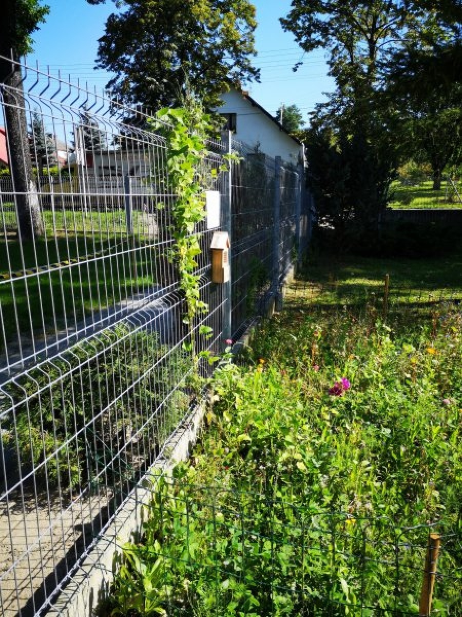 Zdjęcie w galerii na portalu naszraciborz.pl: Kwiatki Agatki. Podsumowanie magistrackiej akcji wiadomości z regionu