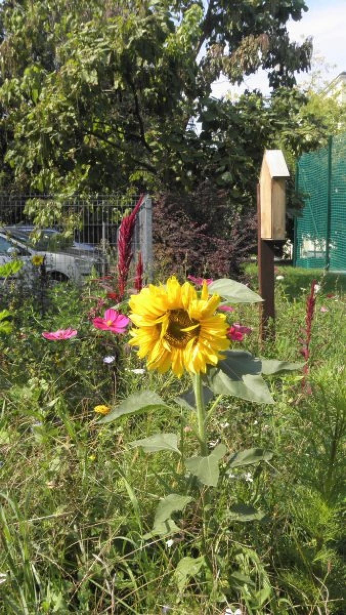 Zdjęcie w galerii na portalu naszraciborz.pl: Kwiatki Agatki. Podsumowanie magistrackiej akcji wiadomości z regionu