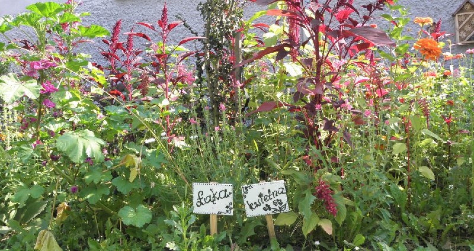 Zdjęcie w galerii na portalu naszraciborz.pl: Kwiatki Agatki. Podsumowanie magistrackiej akcji wiadomości z regionu
