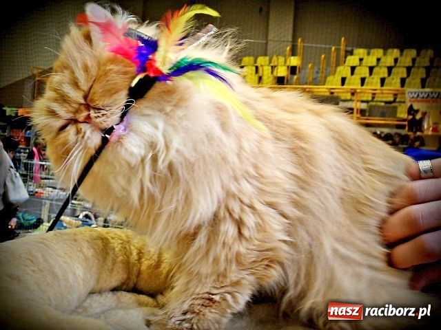 Zdjęcie w galerii na portalu naszraciborz.pl: Kocie piękności w Żorach wiadomości z regionu