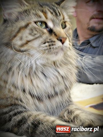 Zdjęcie w galerii na portalu naszraciborz.pl: Kocie piękności w Żorach wiadomości z regionu