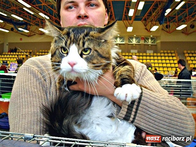 Zdjęcie w galerii na portalu naszraciborz.pl: Kocie piękności w Żorach wiadomości z regionu