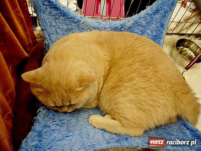 Zdjęcie w galerii na portalu naszraciborz.pl: Kocie piękności w Żorach wiadomości z regionu