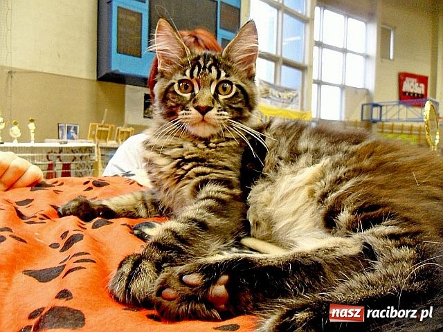Zdjęcie w galerii na portalu naszraciborz.pl: Kocie piękności w Żorach wiadomości z regionu
