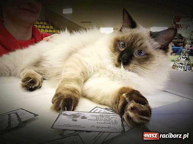 Zdjęcie w galerii na portalu naszraciborz.pl: Kocie piękności w Żorach wiadomości z regionu