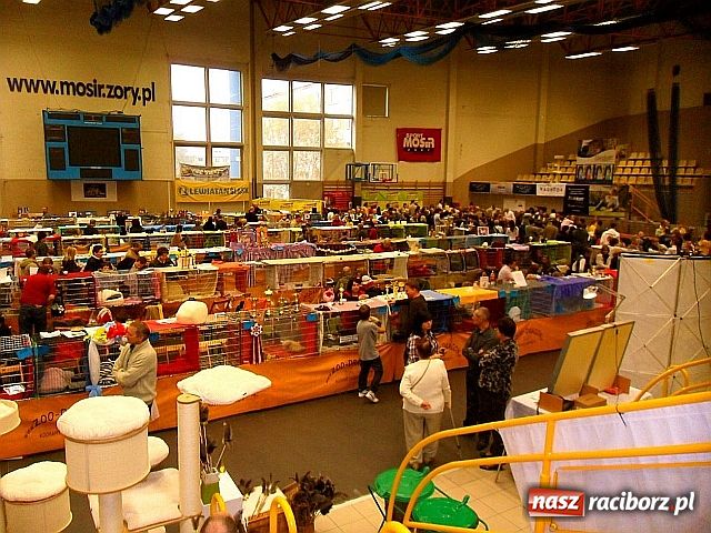 Zdjęcie w galerii na portalu naszraciborz.pl: Kocie piękności w Żorach wiadomości z regionu