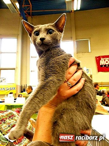 Zdjęcie w galerii na portalu naszraciborz.pl: Kocie piękności w Żorach wiadomości z regionu