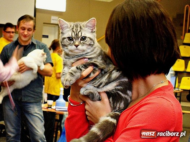 Zdjęcie w galerii na portalu naszraciborz.pl: Kocie piękności w Żorach wiadomości z regionu