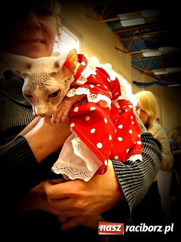 Zdjęcie w galerii na portalu naszraciborz.pl: Kocie piękności w Żorach wiadomości z regionu