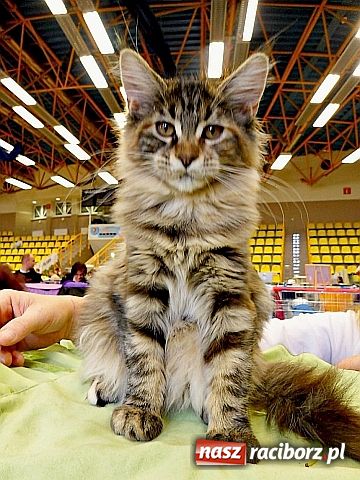 Zdjęcie w galerii na portalu naszraciborz.pl: Kocie piękności w Żorach wiadomości z regionu