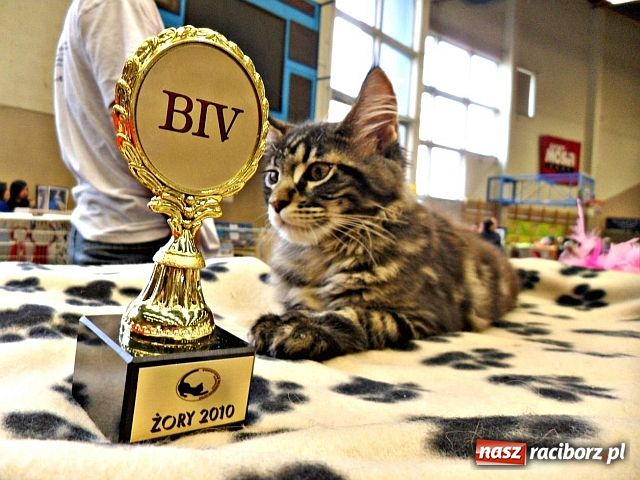 Zdjęcie w galerii na portalu naszraciborz.pl: Kocie piękności w Żorach wiadomości z regionu