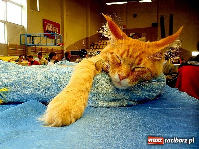 Zdjęcie w galerii na portalu naszraciborz.pl: Kocie piękności w Żorach wiadomości z regionu