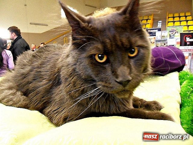 Zdjęcie w galerii na portalu naszraciborz.pl: Kocie piękności w Żorach wiadomości z regionu