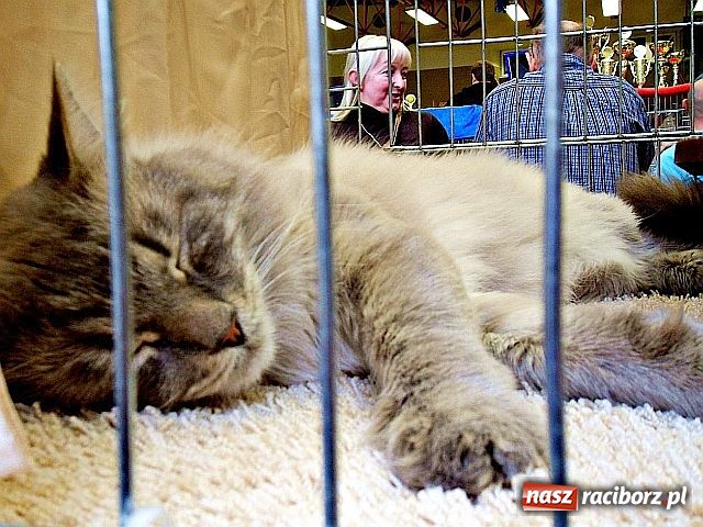Zdjęcie w galerii na portalu naszraciborz.pl: Kocie piękności w Żorach wiadomości z regionu