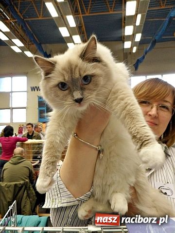 Zdjęcie w galerii na portalu naszraciborz.pl: Kocie piękności w Żorach wiadomości z regionu
