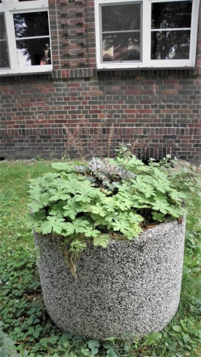 Zdjęcie w galerii na portalu naszraciborz.pl: Zaadoptuj donicę. Drugie życie raciborskiego betonu wiadomości z regionu