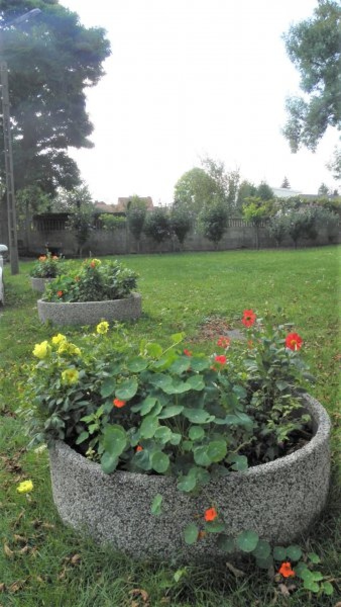 Zdjęcie w galerii na portalu naszraciborz.pl: Zaadoptuj donicę. Drugie życie raciborskiego betonu wiadomości z regionu