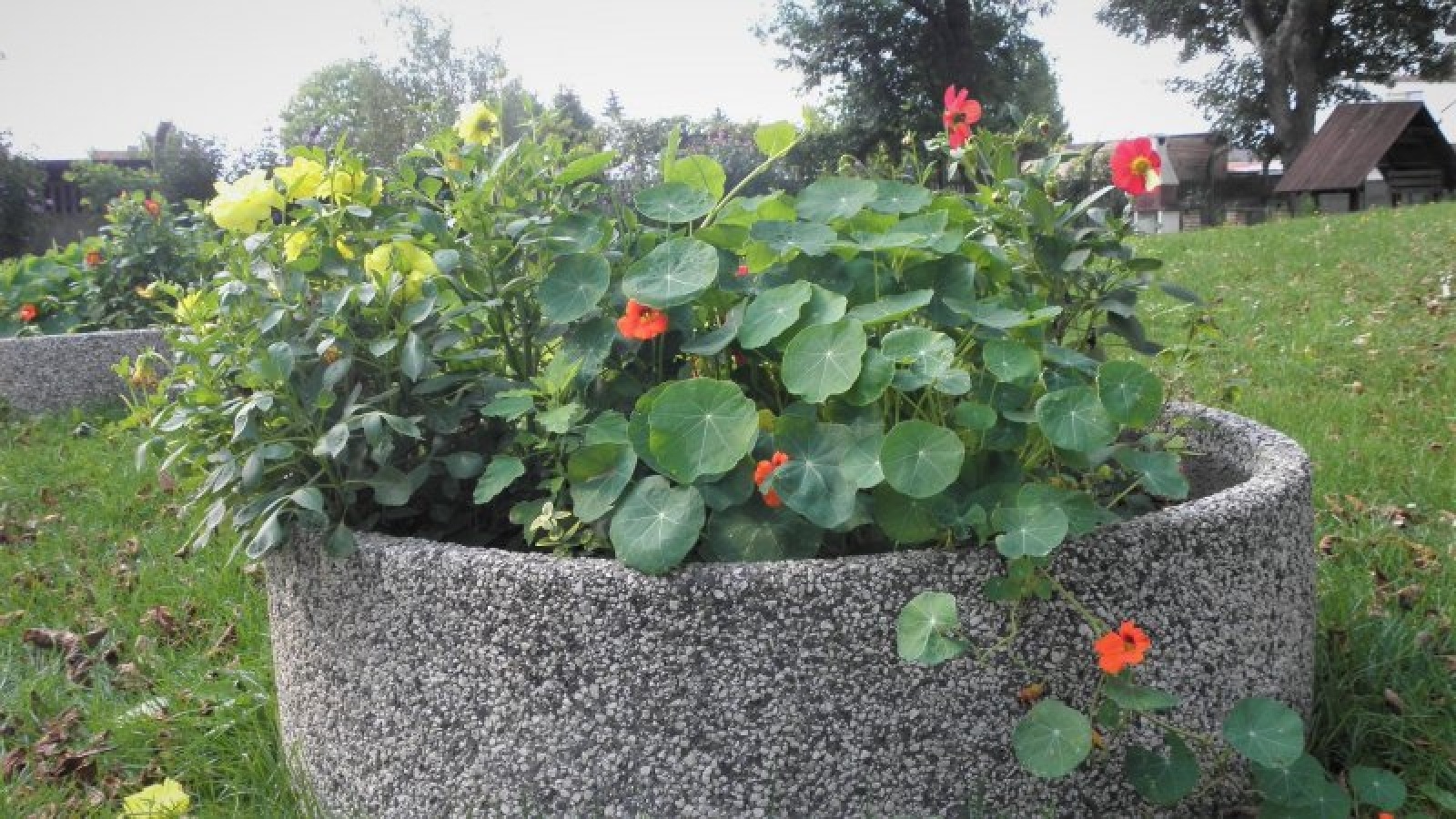 Zdjęcie w galerii na portalu naszraciborz.pl: Zaadoptuj donicę. Drugie życie raciborskiego betonu wiadomości z regionu