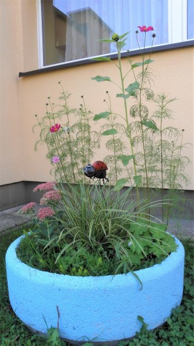 Zdjęcie w galerii na portalu naszraciborz.pl: Zaadoptuj donicę. Drugie życie raciborskiego betonu wiadomości z regionu