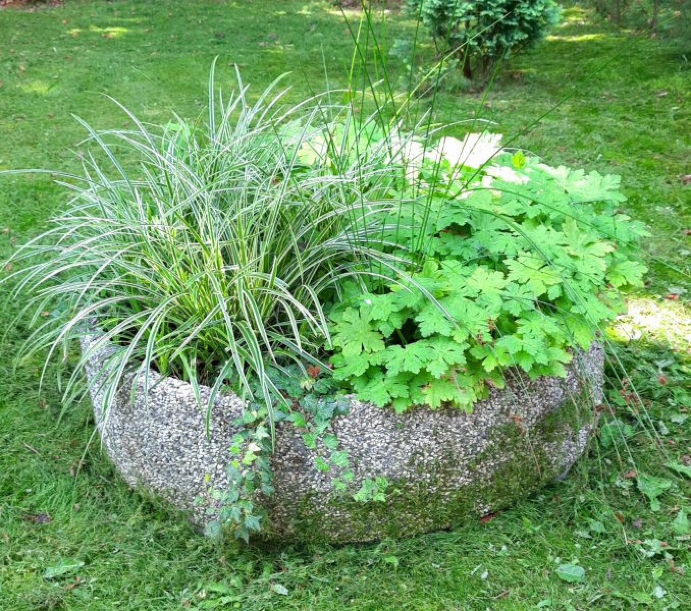 Zdjęcie w galerii na portalu naszraciborz.pl: Zaadoptuj donicę. Drugie życie raciborskiego betonu wiadomości z regionu