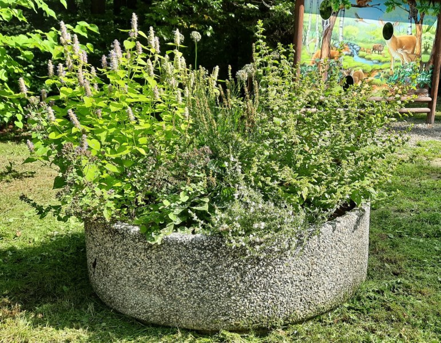 Zdjęcie w galerii na portalu naszraciborz.pl: Zaadoptuj donicę. Drugie życie raciborskiego betonu wiadomości z regionu